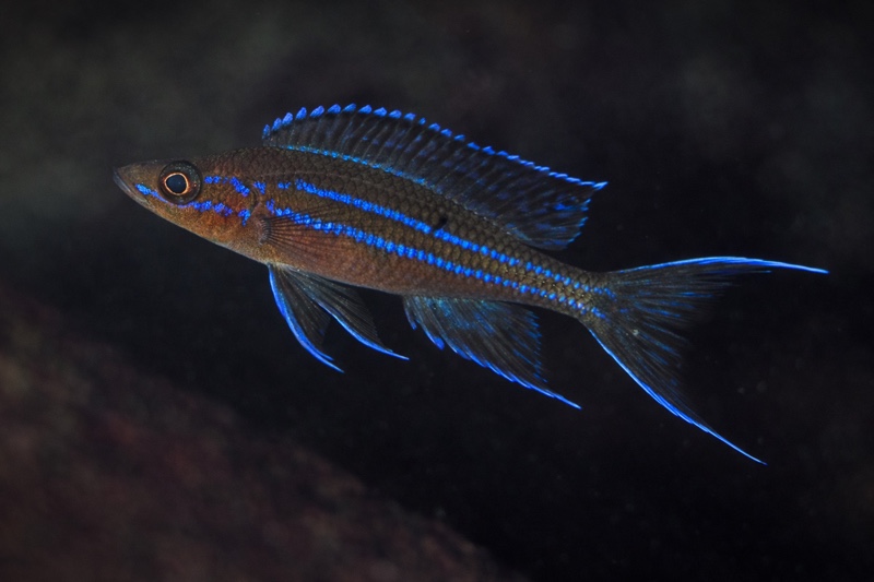 Paracyprichromis nigripinnis 'Kalubale'
